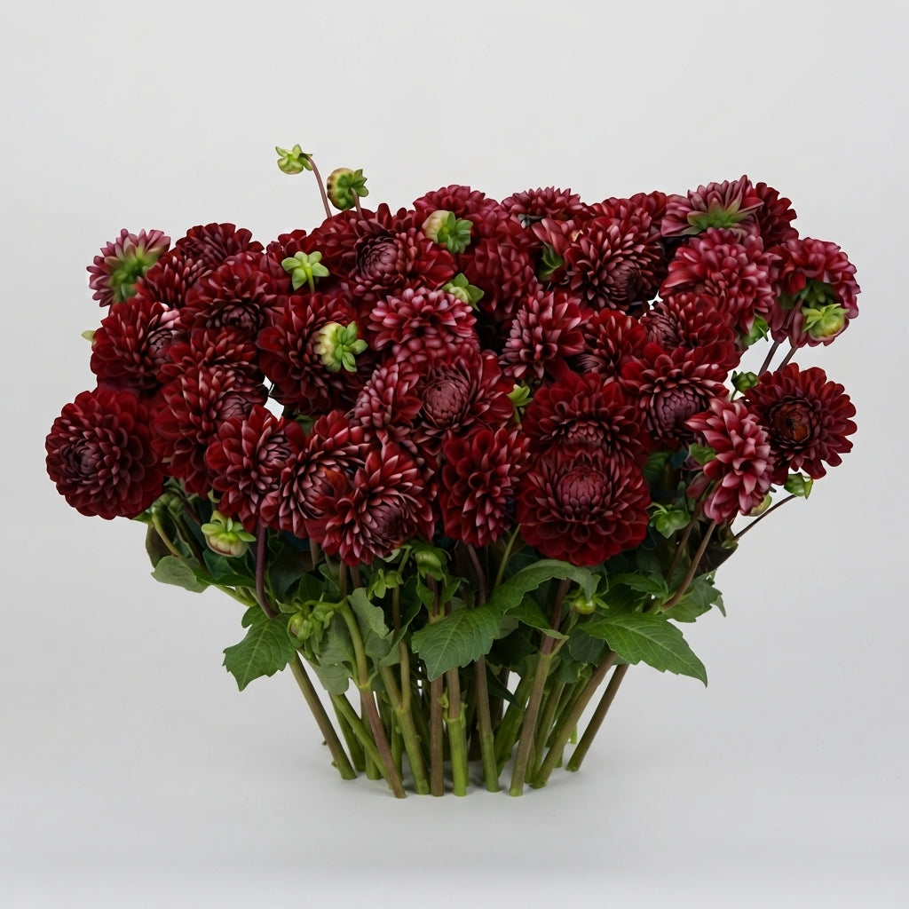 Dahlia - Dahlia - Cornel
