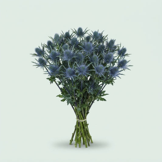 Eryngium - Eryngium - Eryngium