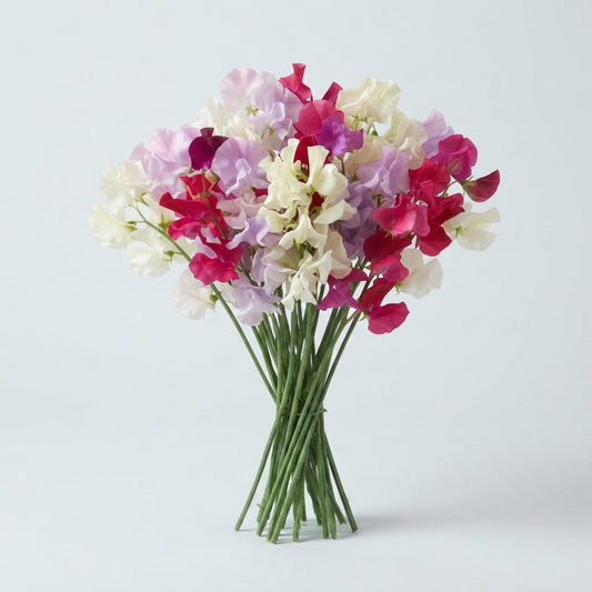 Sweet Pea - Lathyrus - Mixed