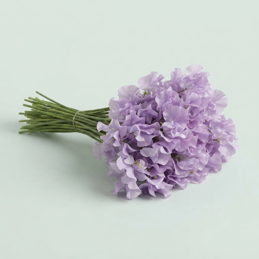 Sweet Pea - Lathyrus - Winter Sunshine Lavender