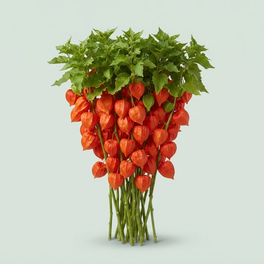 Physalis Lantern Branch - Physalis alkekengi - Lampion