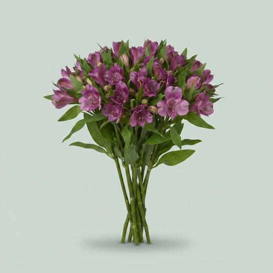 Alstroemeria - Alstroemeria - Koncamaro