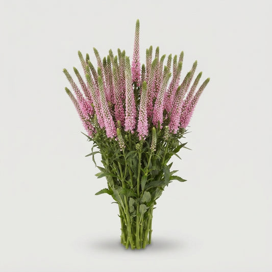 Veronica - Veronica - Allroswitha