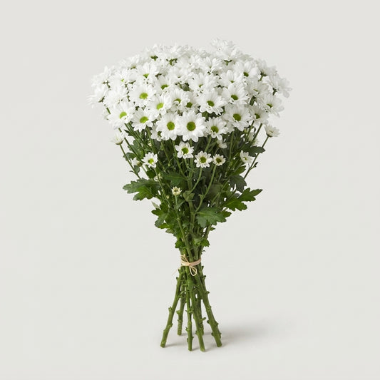 Chrysanthemum Santini Inzell