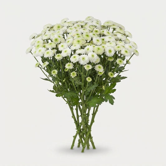 Santini Chrysanthemum - Chrysanthemum - Flomaveri