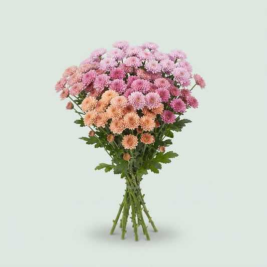 Spray Chrysanthemum - Chrysanthemum - Mixed Santini