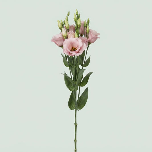 Lisianthus Soft Pink