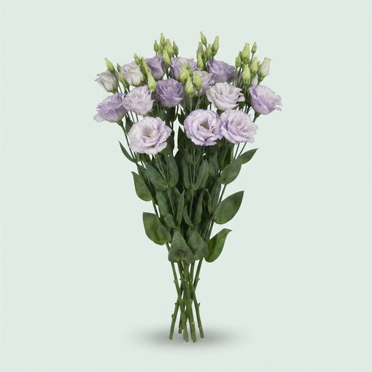 Lisianthus Reina Blue Splash