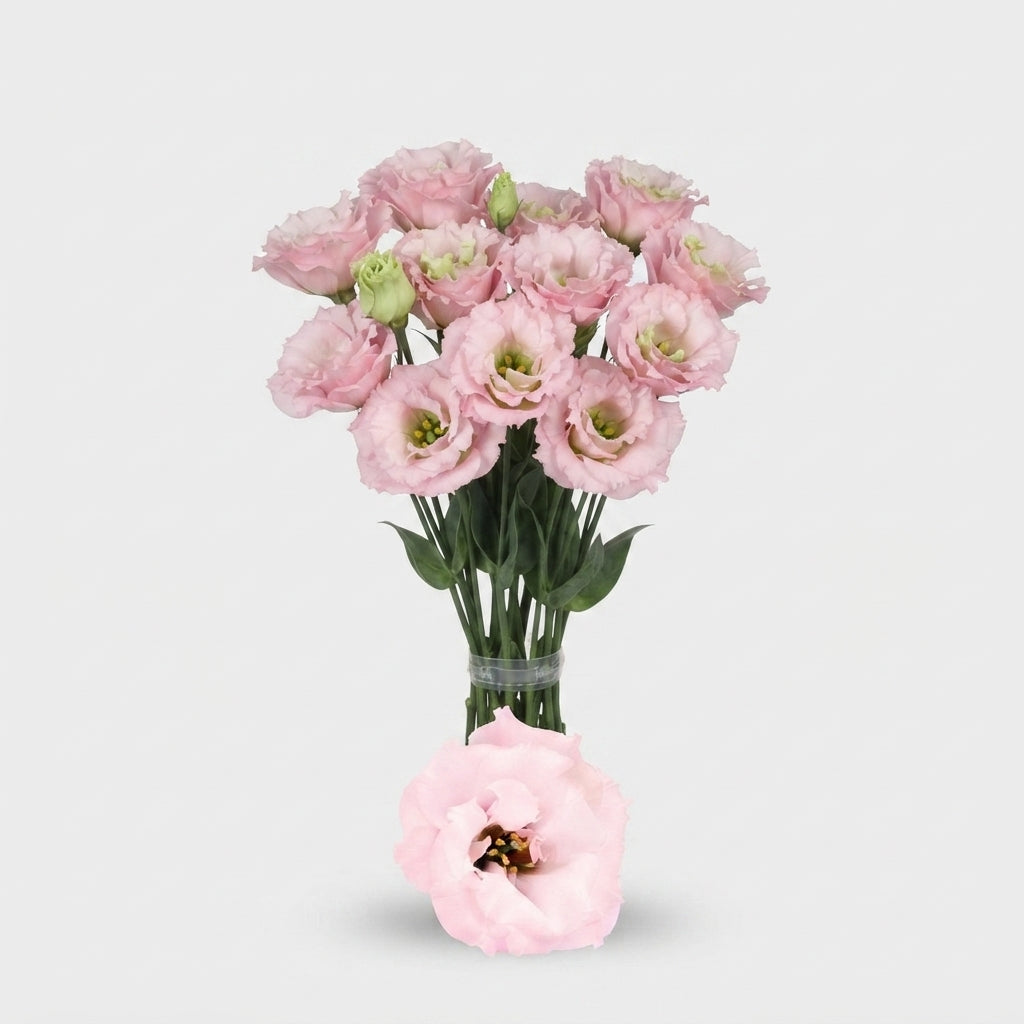 Lisianthus Celebrich Queen