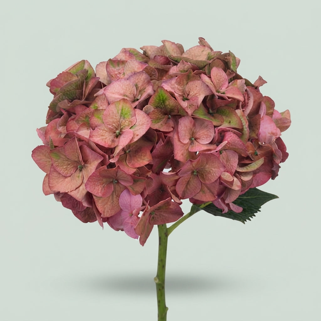 Hydrangea - Rodeo