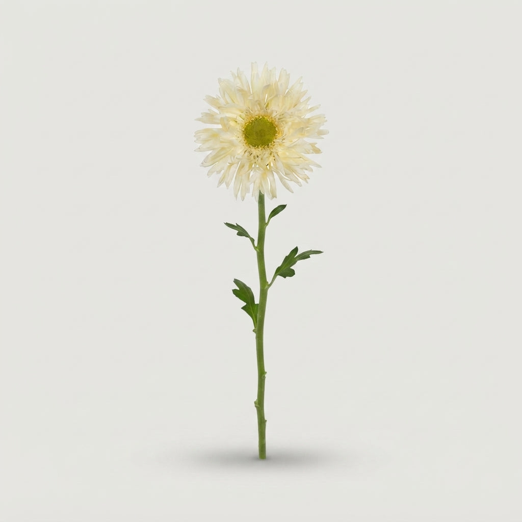 Germini - Gerbera - Creamy