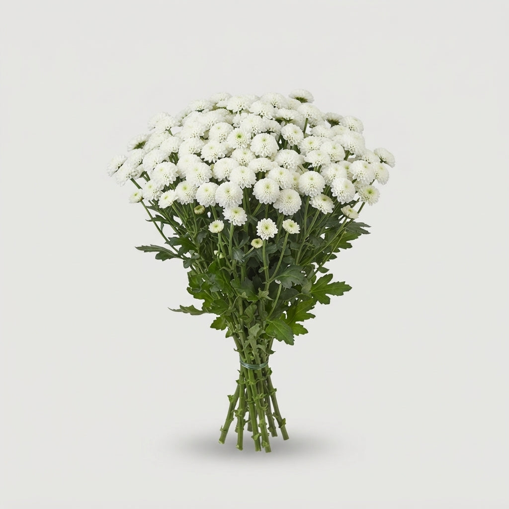 Santini Chrysanthemum - Chrysanthemum - Deklumie White