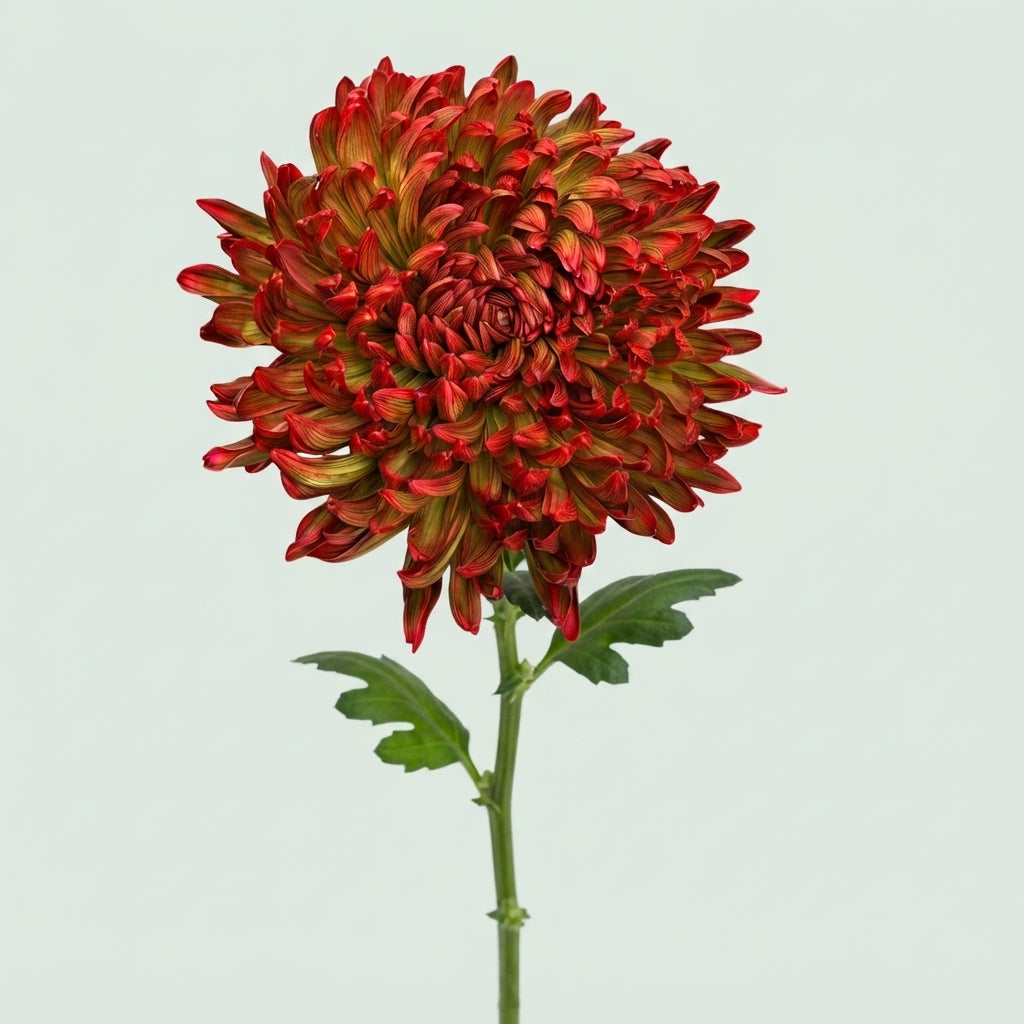 Disbudded Chrysanthemum - Chrysanthemum - Stravina