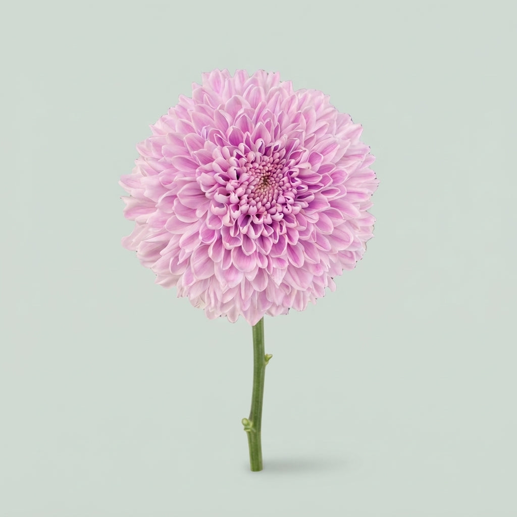 Chrysanthemum - Chrysanthemum (Indicum Grp) - Disbudded