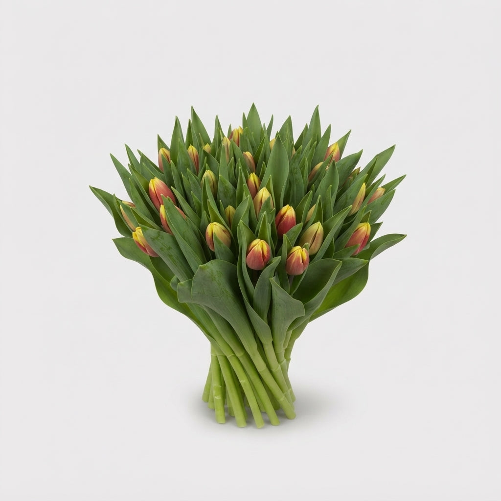 Single Tulip - Tulipa - Leen van der Mark