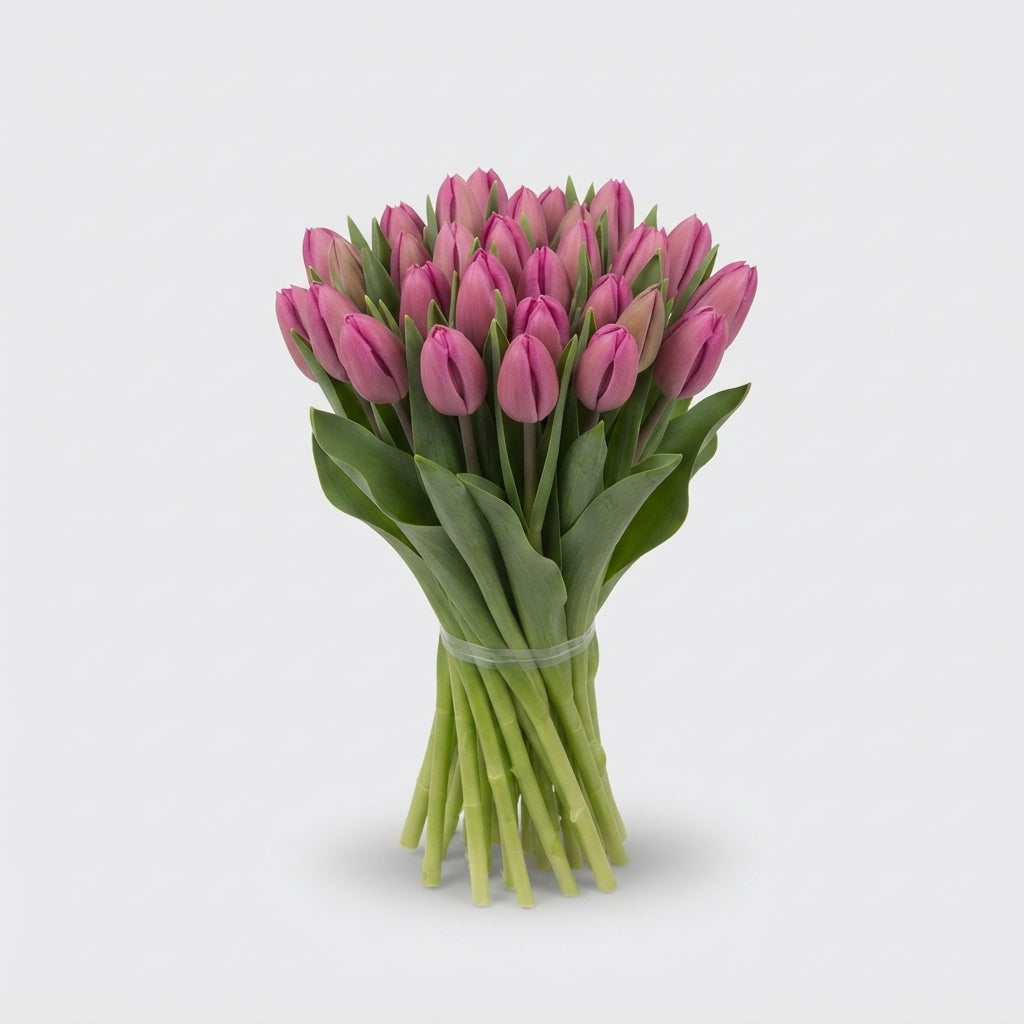 Tulip - Tulipa - Barcelona