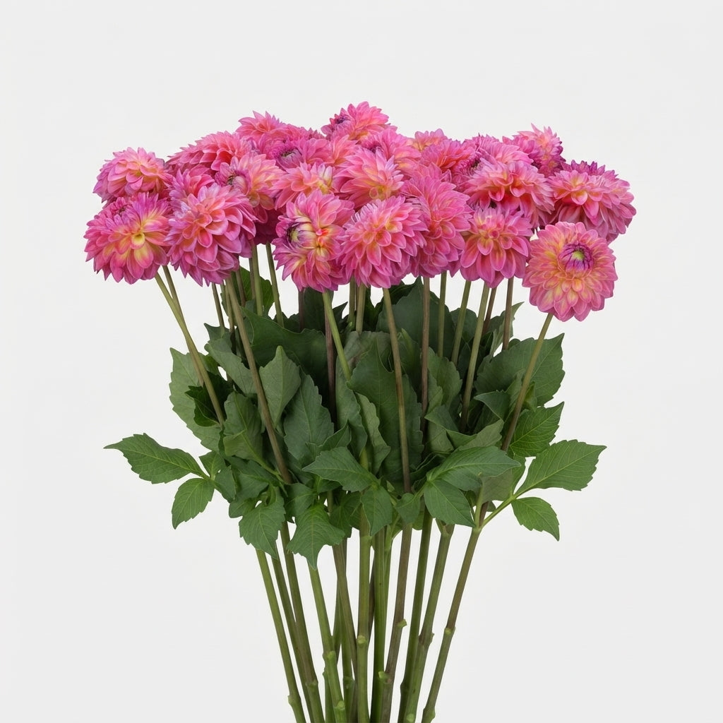 Dahlia - Dahlia - Barbados