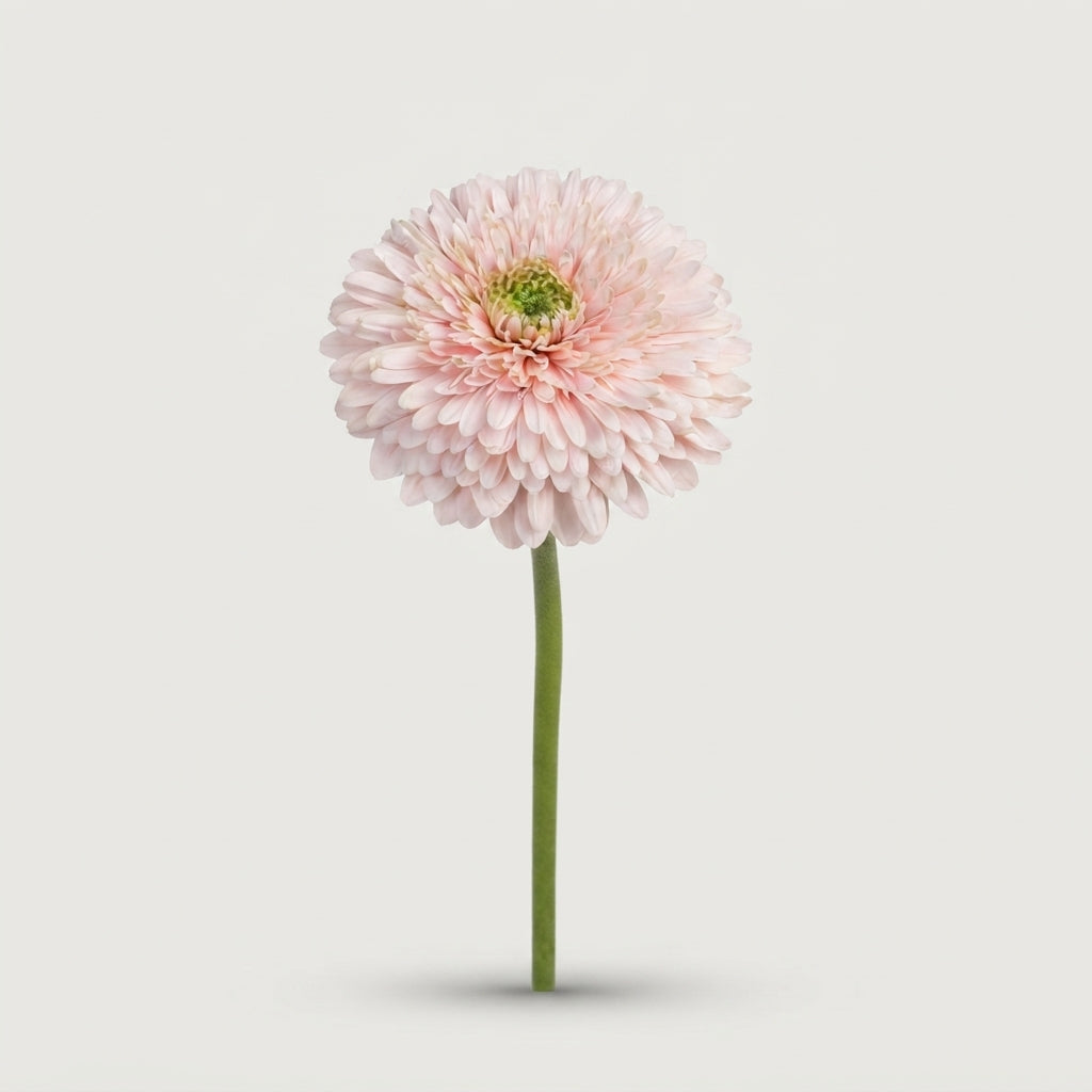 Gerbera Large Pompon Himalia