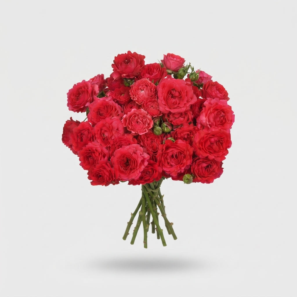 Spray Rose - Rosa - Bachelor