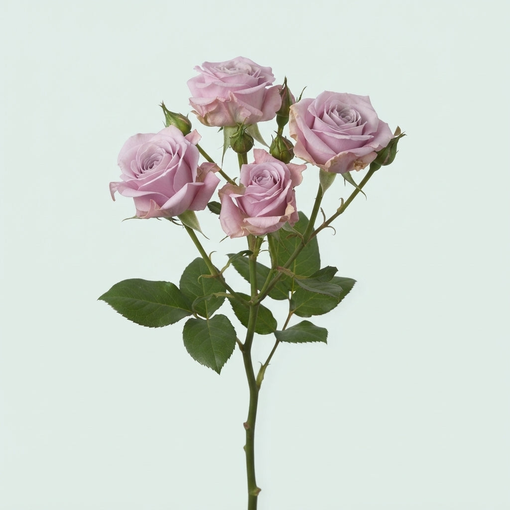 Spray Rose - Rosa - Rebellion Sweet