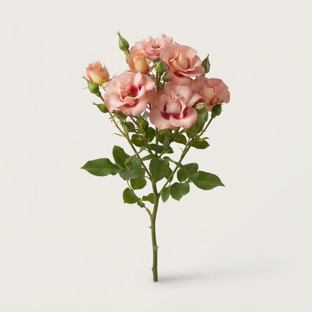 Spray Rose - Rosa - Shiraz