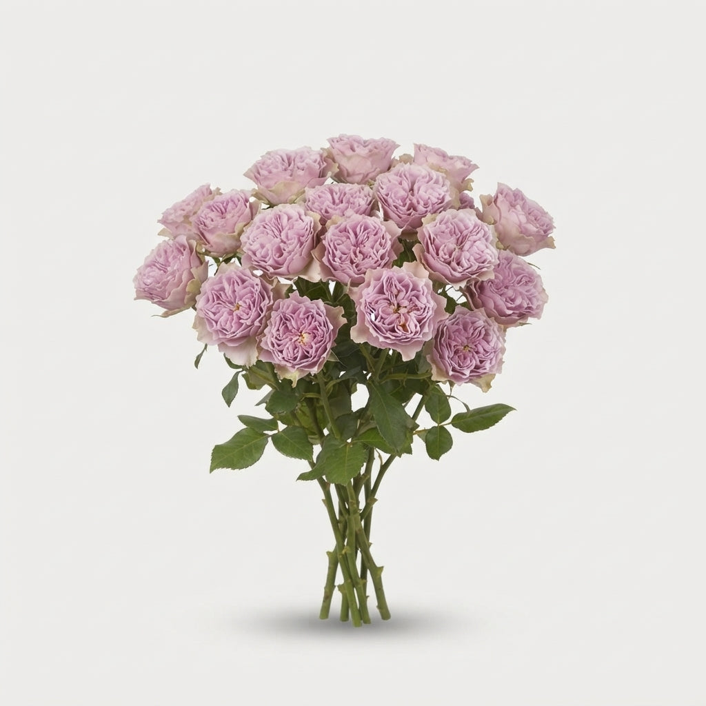 Spray Rose Villa Lila