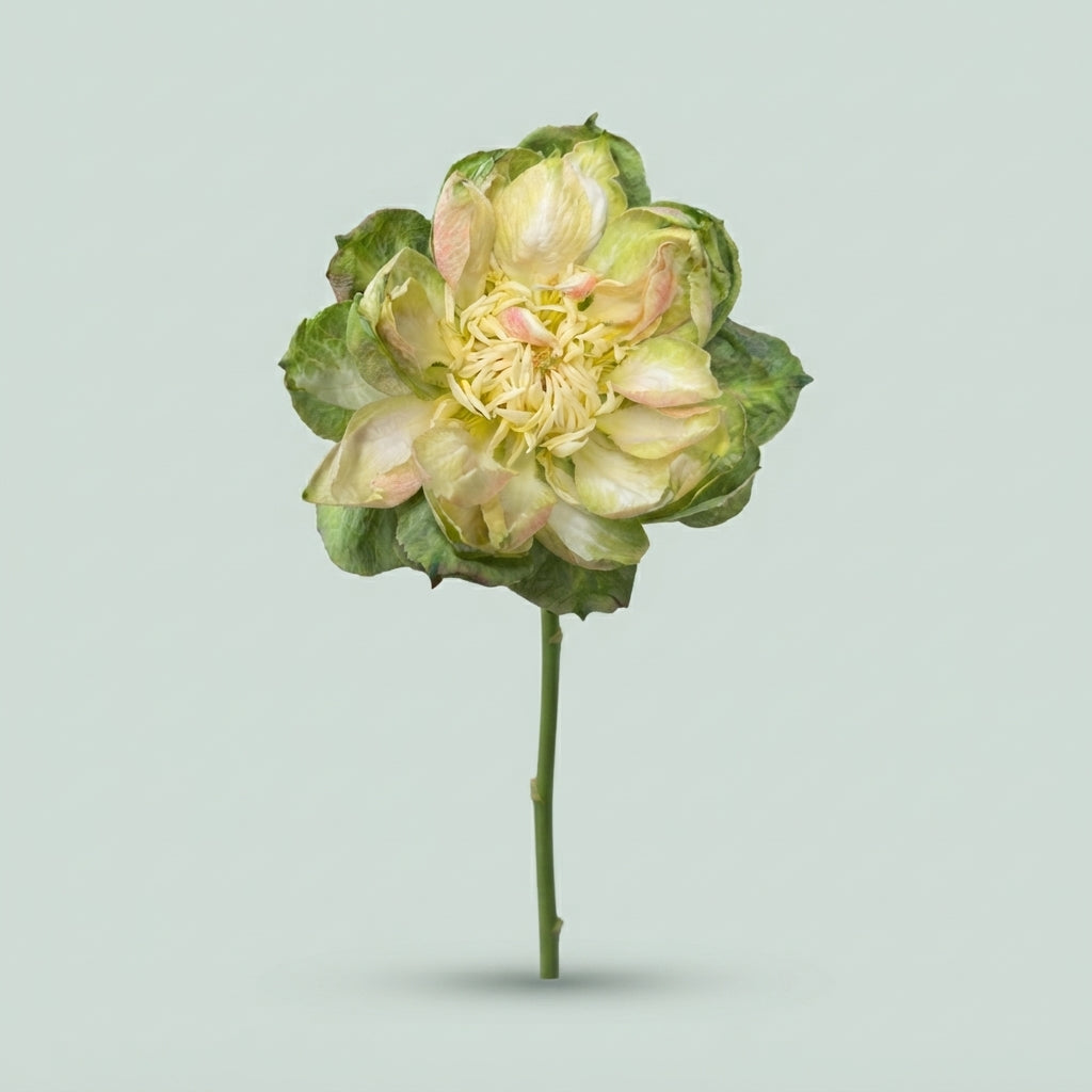 Rose Veggie