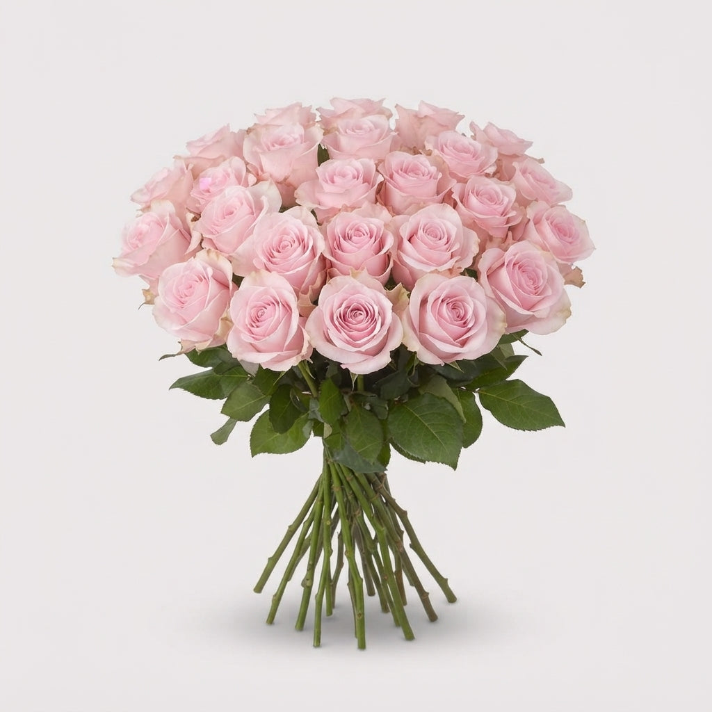 Rose Novia