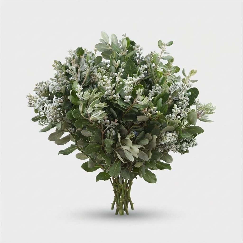 Pittosporum - Pittosporum - Ralphii Berry