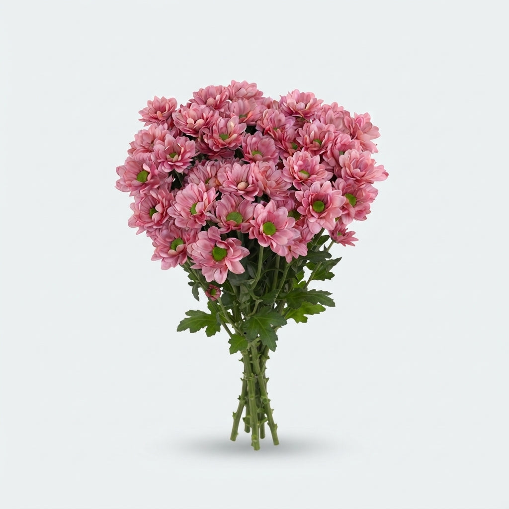Chrysanthemum Spray Resq Lucie
