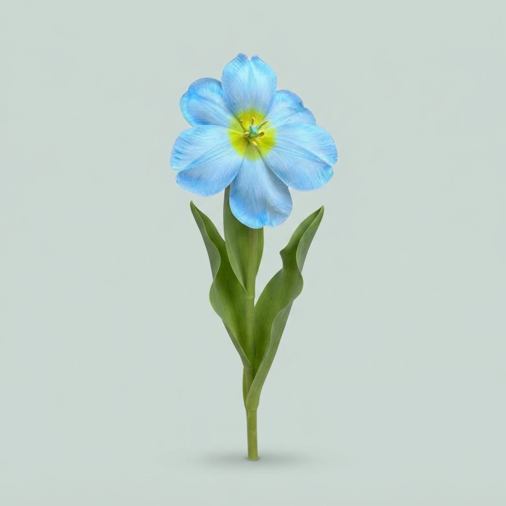 Tulip - Tulipa