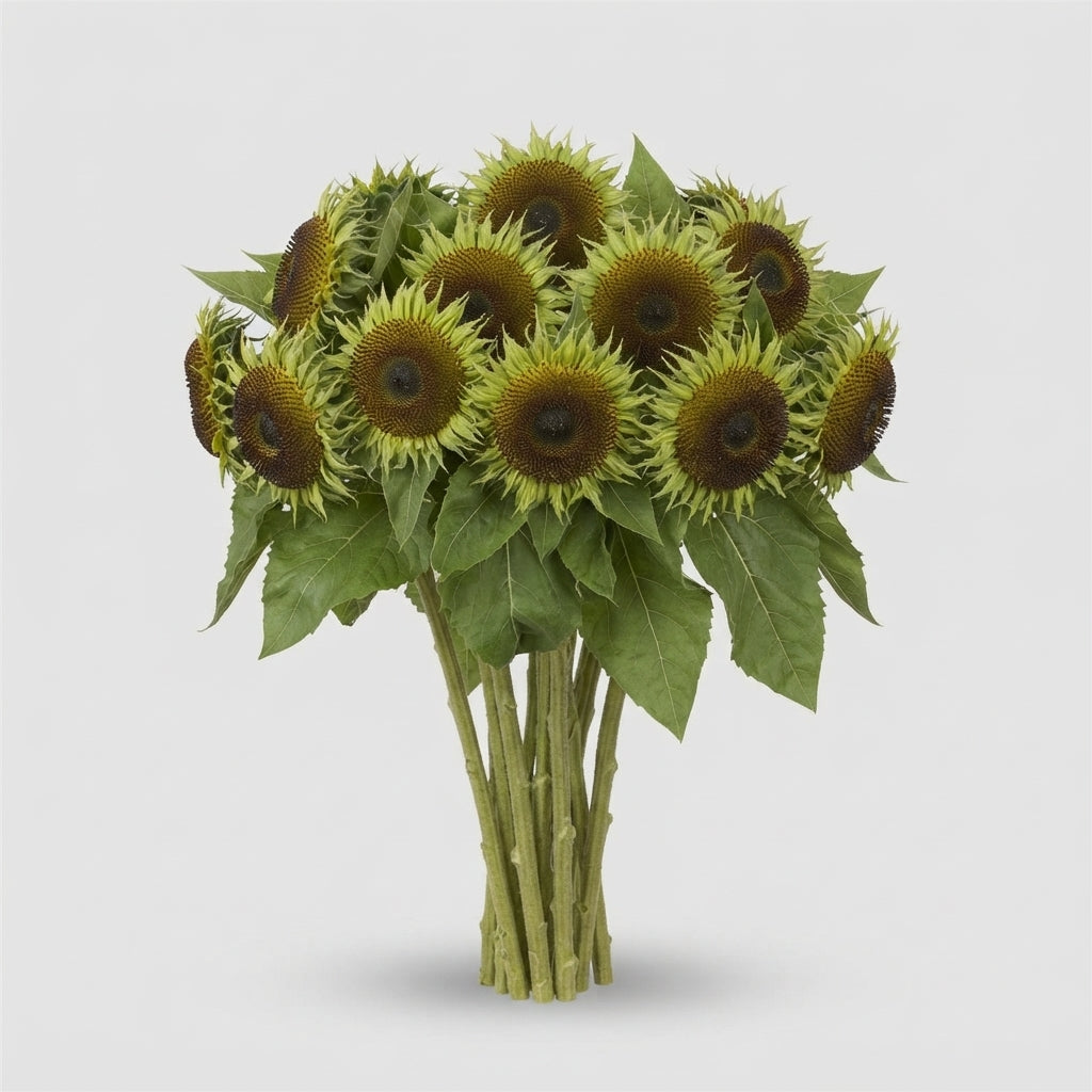 Sunflower - Helianthus