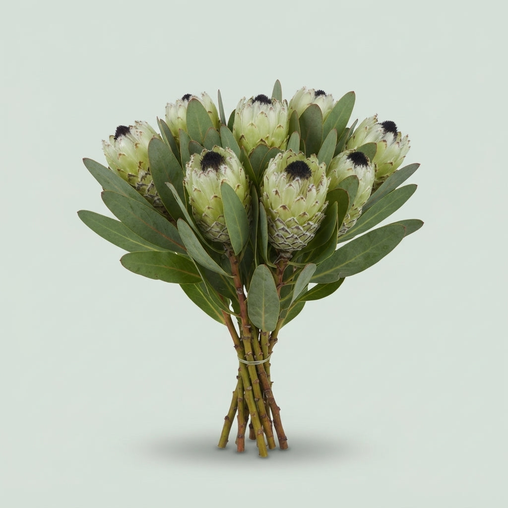 Protea - Protea Barbigera - Ice Queen