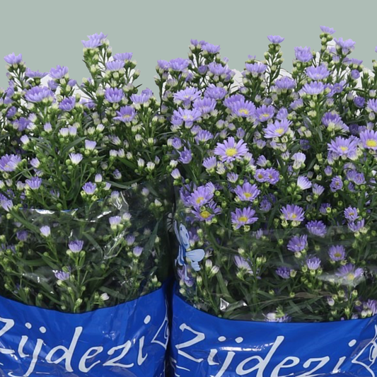 Aster Cassandra (25 Stems)