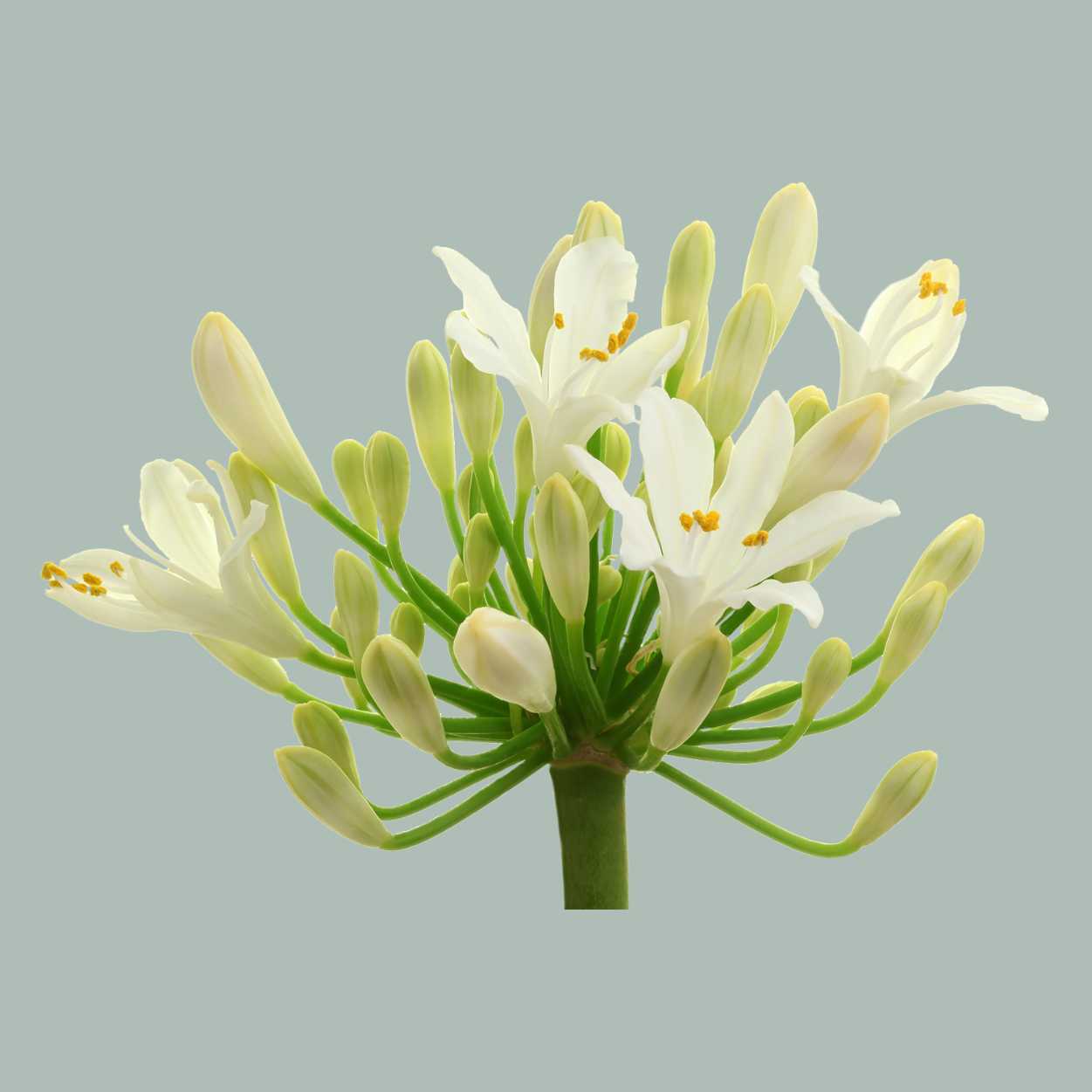 Agapanthus Gletsjer (10 Stems)