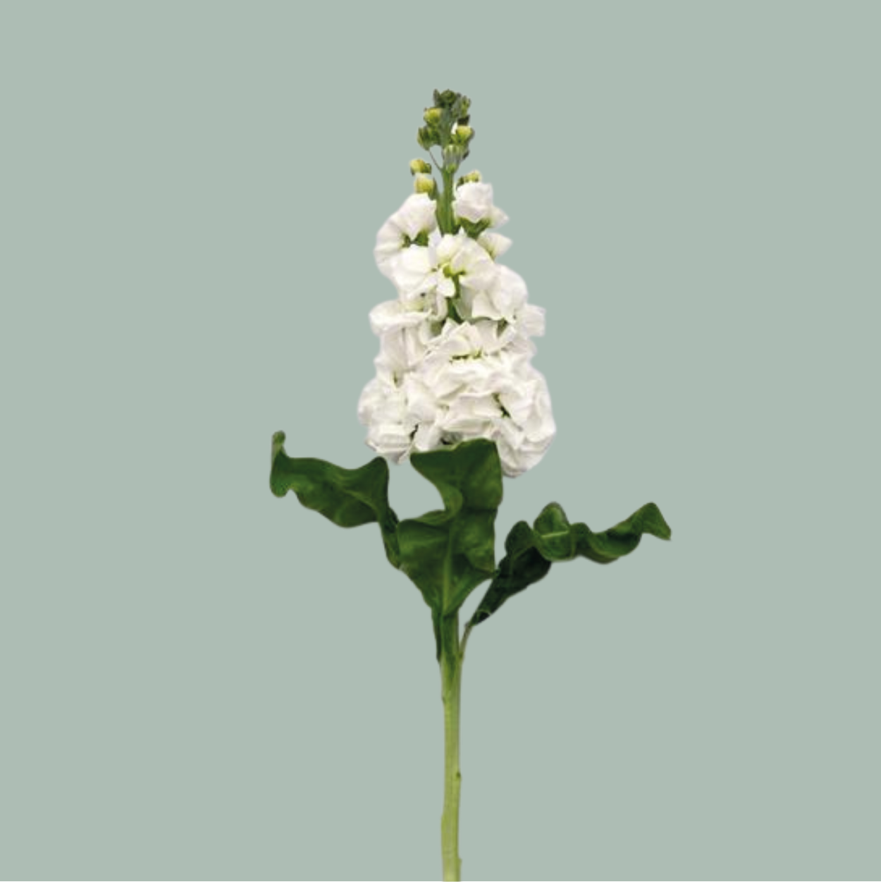 Matthiola Aida White (10 Stems)