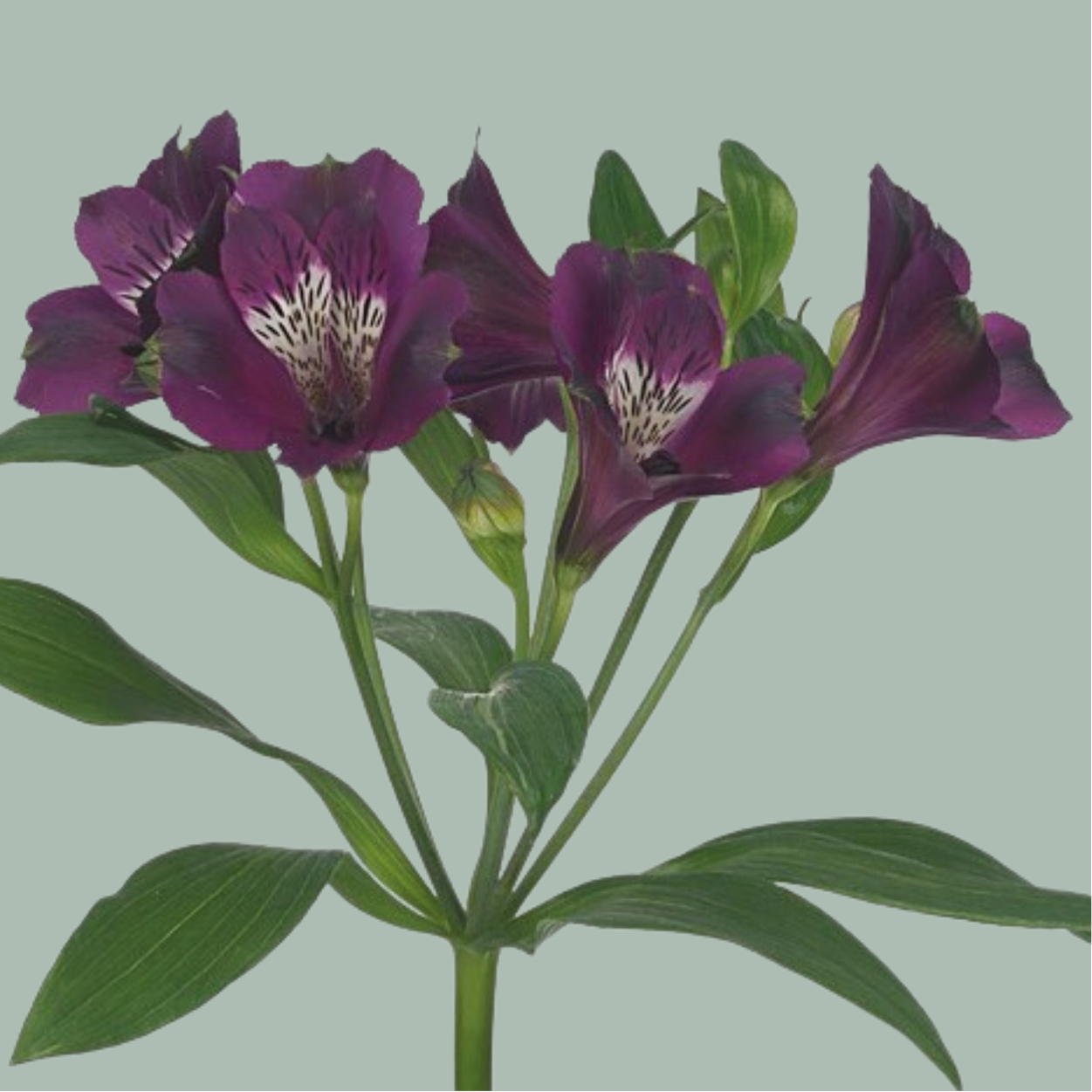 Alstroemeria Carline (10 Stems)