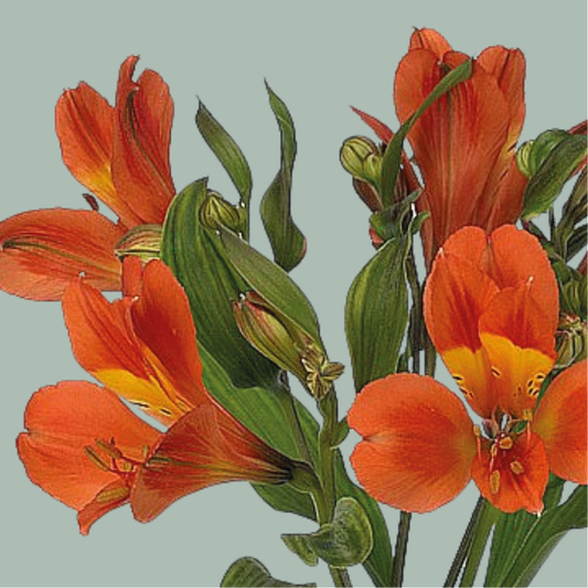 Alstroemeria Dancing Queen (10 Stems)