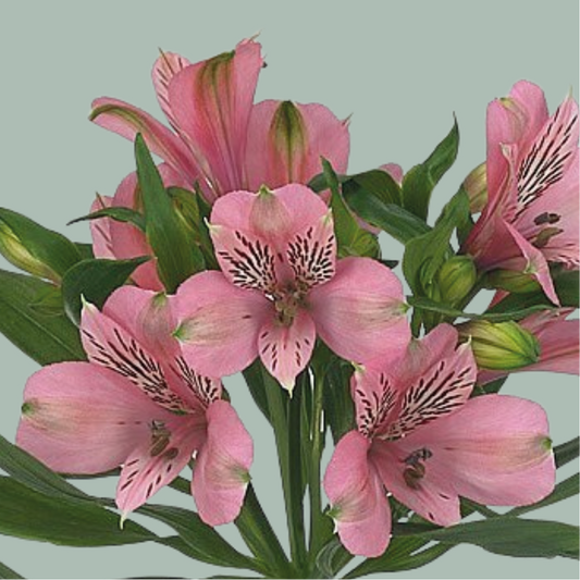 Alstroemeria Elegance (10 Stems)