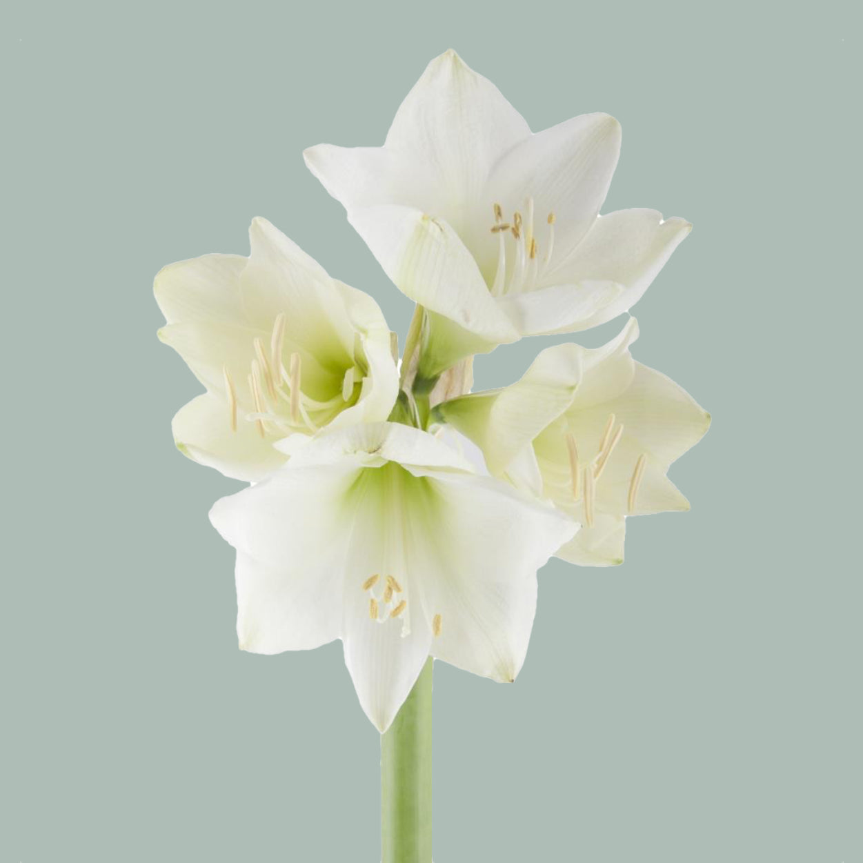 Amaryllis Mont Blanc (15 Stems)