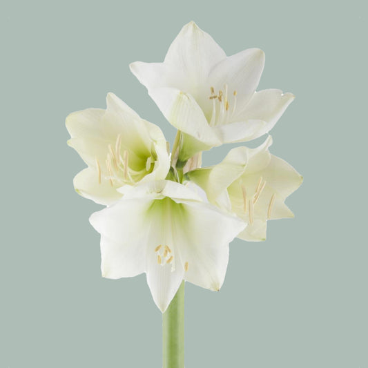 Amaryllis Mont Blanc (15 Stems)
