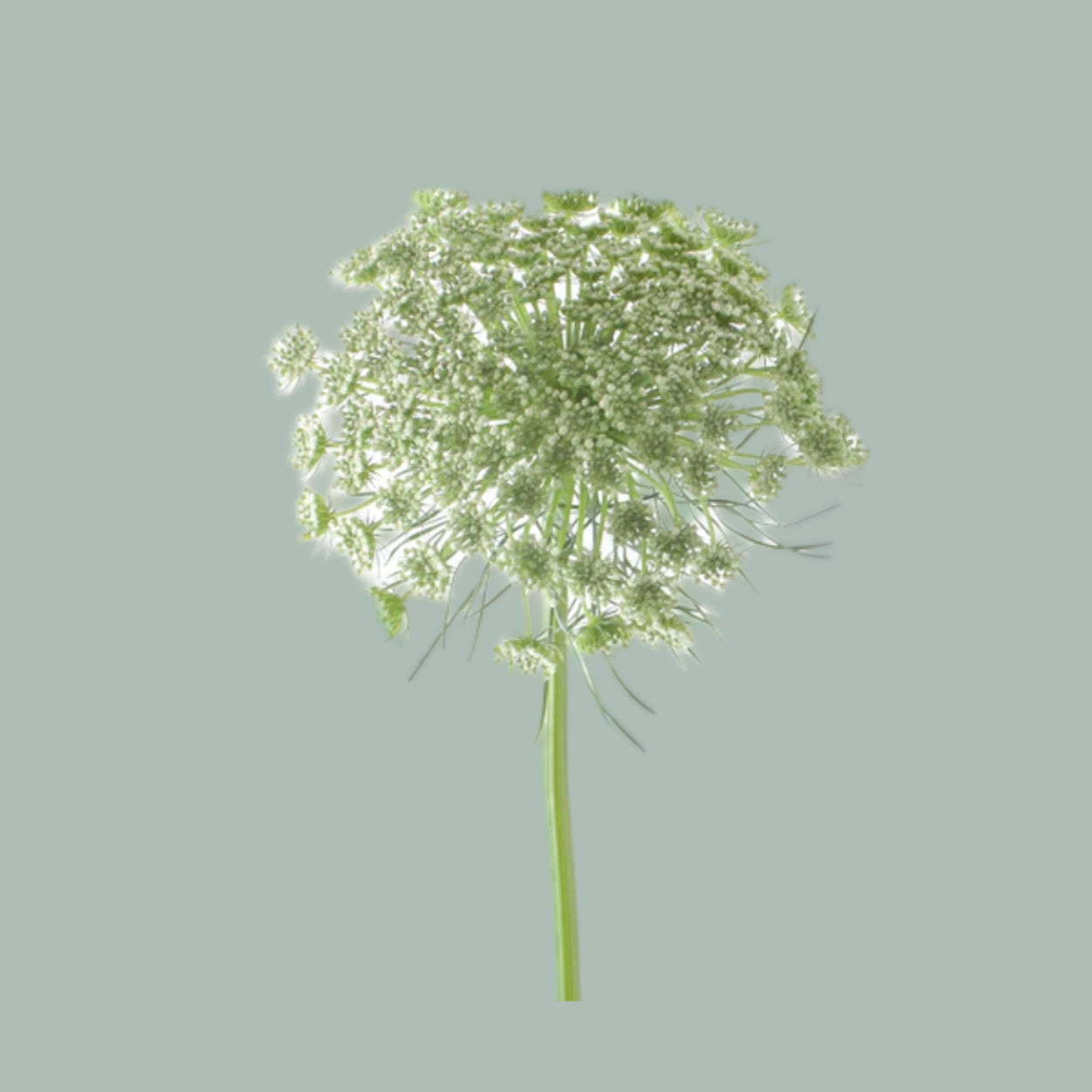 Ammi Majus Visnaga (50 Stems)