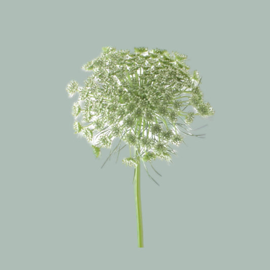 Dill Visnaga (50 Stems)