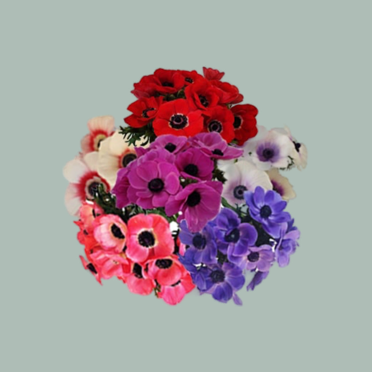 Anemone Galil Mix (50 Stems)