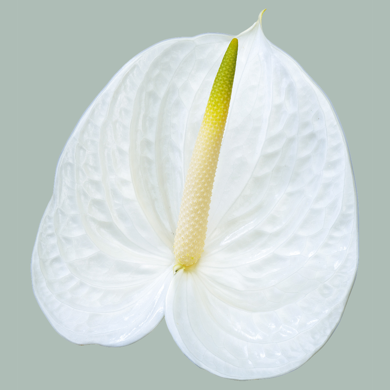 Anthurium Acropolis