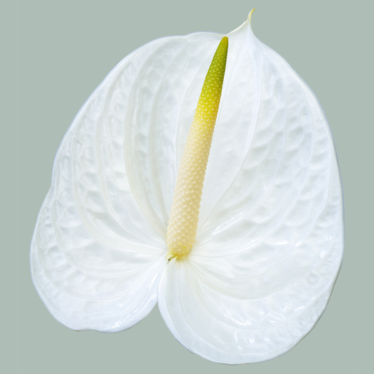 Anthurium Acropolis