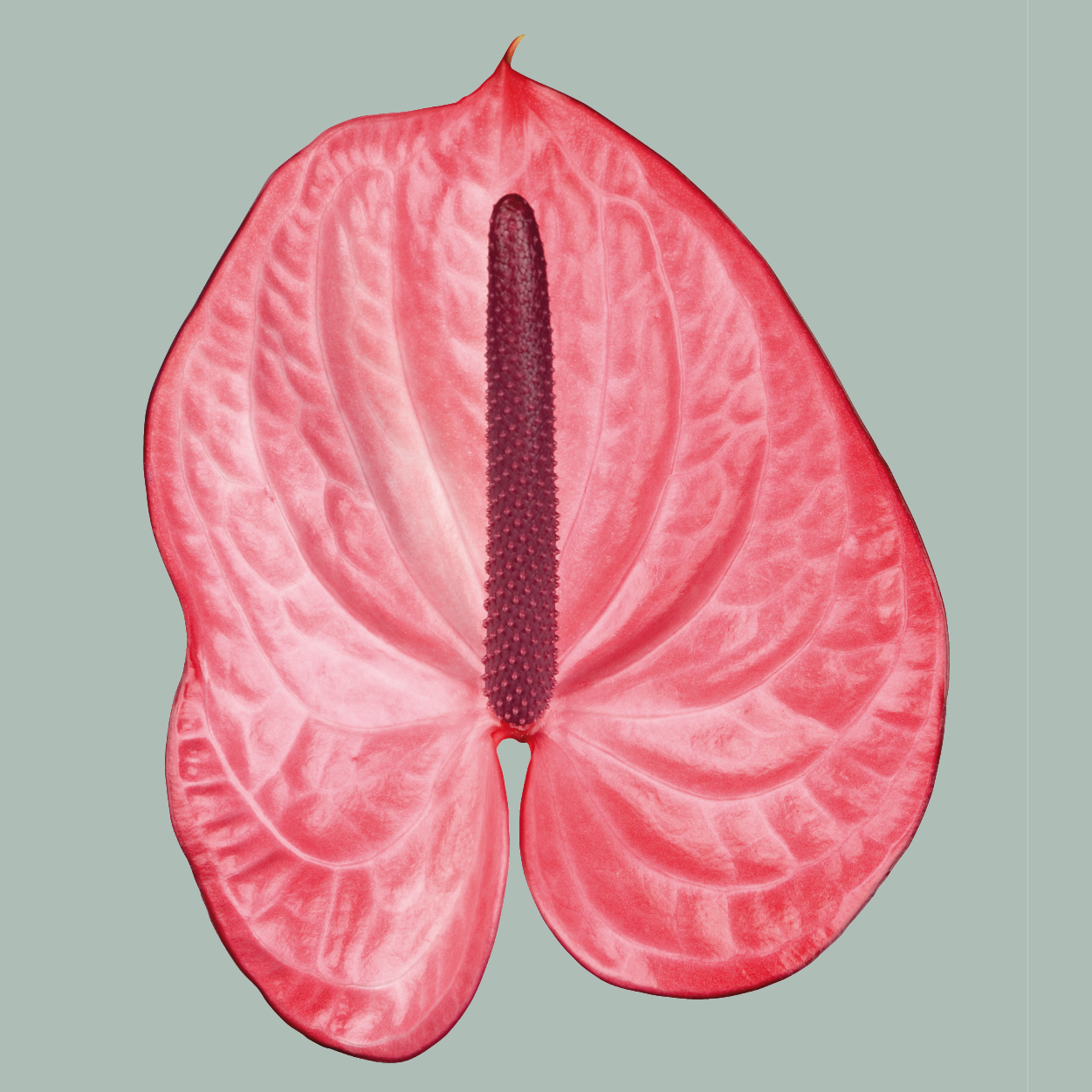 Anthurium Candy