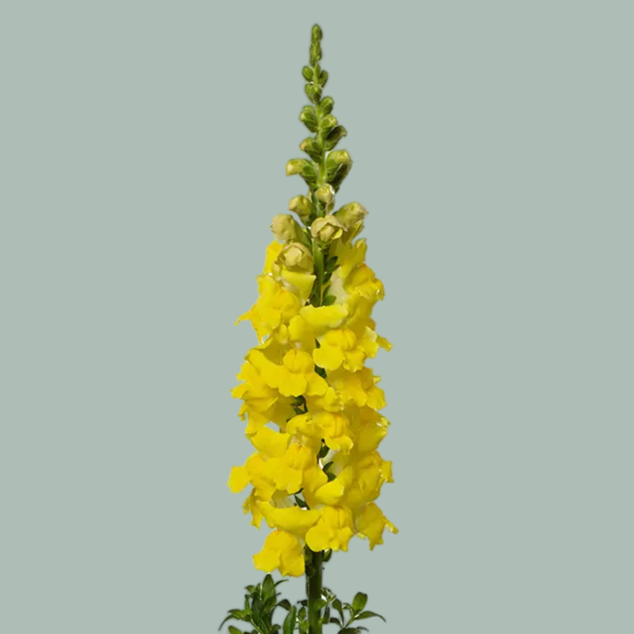 Antirrhinum Animation Yellow (10 Stems)