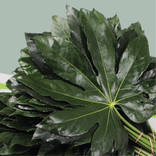 GR Aralia (5 Bunches)