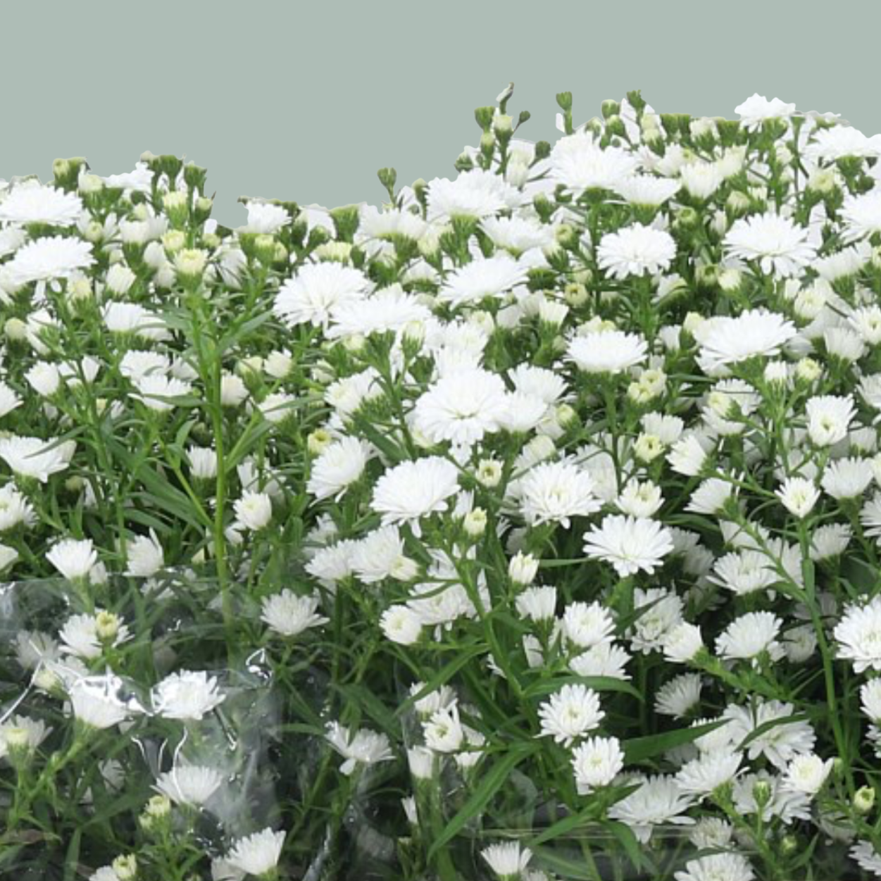 Aster Pretty Wendy (25 Stems)